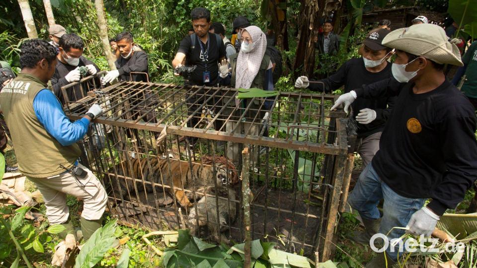 Die seltenen Tiger einzufangen, ist den Behörden zufolge immer das letzte Mittel. Bild: Andri Mardiansyah/XinHua/dpa