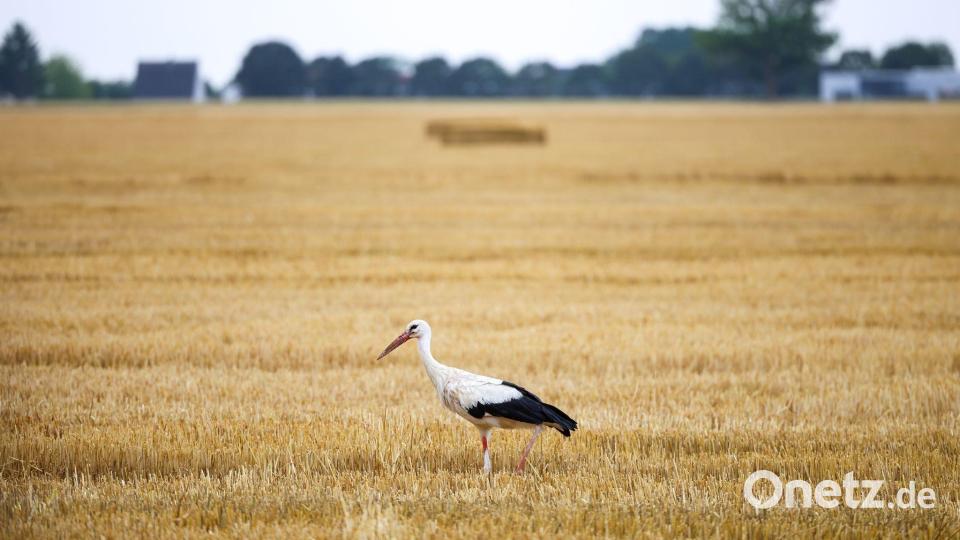Auch die Wildtierwelt kämpft mit der Trockenheit. (Archivbild) Bild: Christoph Reichwein/dpa