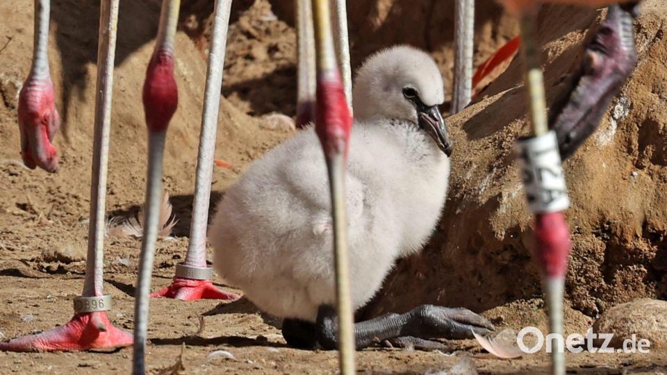 Erstmals seit zwölf Jahren: Flamingoküken im Vogelpark Marlow geschlüpft Bild: Bernd Wüstneck/dpa