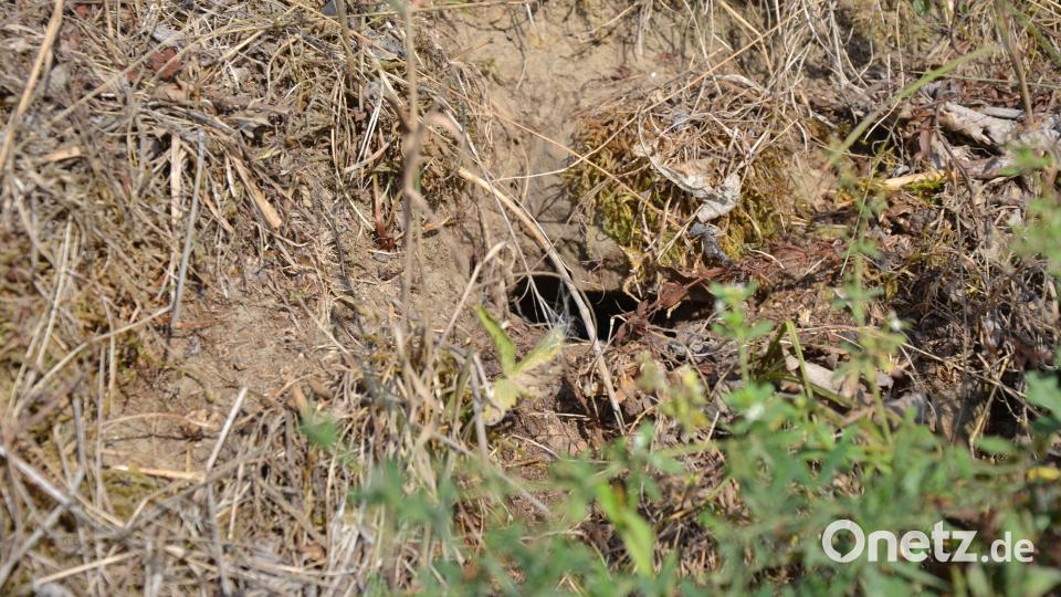 In solchen Erdlöchern wie hier an der alten Böschung nahe der neuen Ortsumgehungstraße verkriechen sich die Zauneidechsen gerne. Die Böschung muss allerdings weichen. Bild: Anne Wiesnet