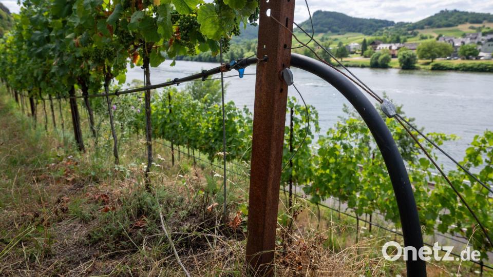Insbesondere junge Weinreben mussten in diesem Jahr gewässert werden. (Archivbild) Bild: Harald Tittel/dpa