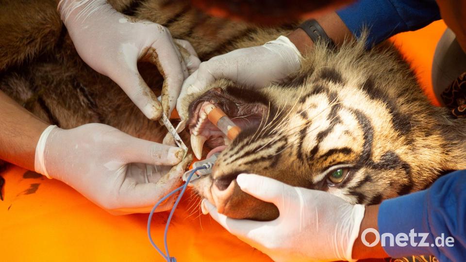 Tierärzte untersuchten die Raubkatze. Bild: Andri Mardiansyah/XinHua/dpa