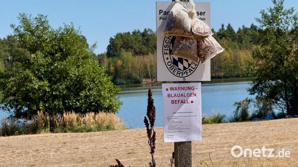Giftige Blaualgen gefährden das Badevergnügen im Dießfurter Freizeitsee für Mensch und Tier. Bild: Gabi Schönberger