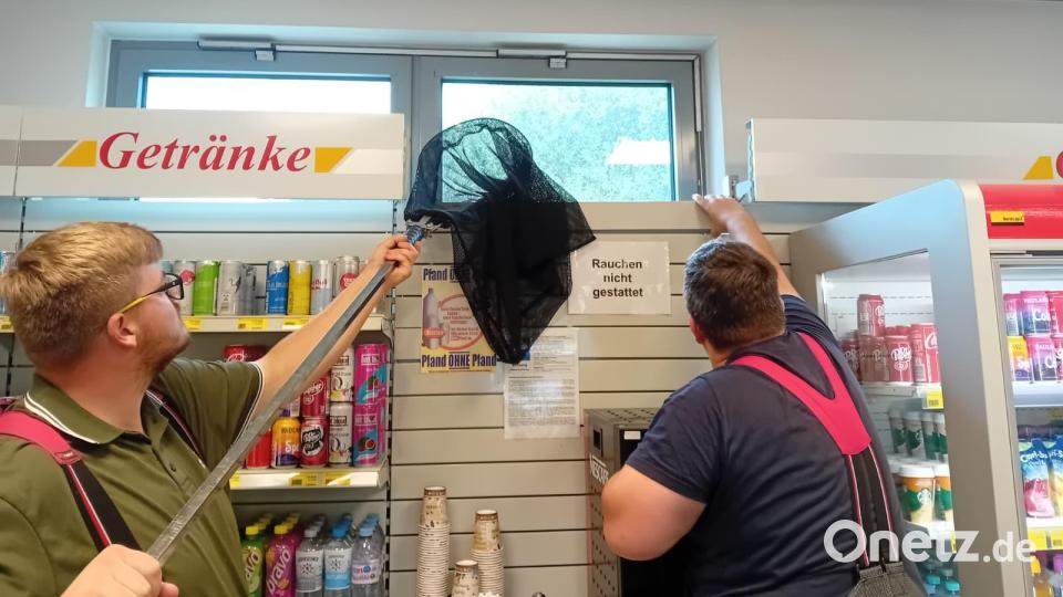 Mit einem Kescher wird versucht, den Greifvogel von dem Fensterbrett einer Weidener Tankstelle zu bekommen. Bild: Freiwillige Feuerwehr Weiden
