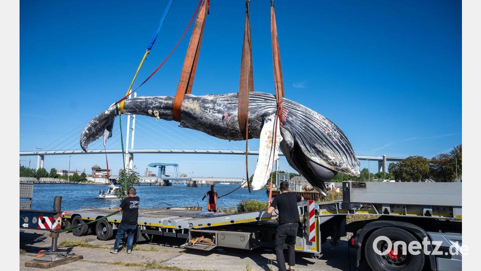 Der tote Wal vom Greifswalder Bodden wird aus dem Wasser geholt. Bild: Stefan Sauer/dpa
