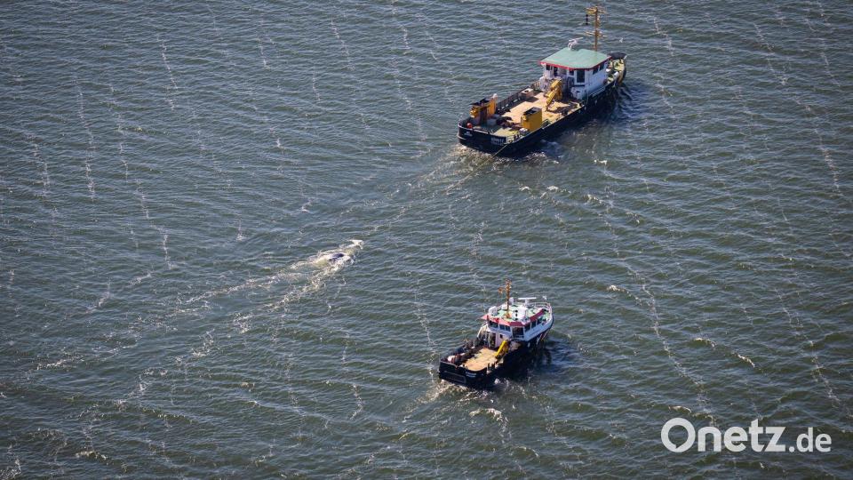 Der tote Wal im Greifswalder Bodden wird von einem Schiff abgeschleppt. Bild: Philip Dulian/dpa