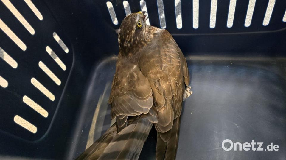 Der verirrte Falke sitzt in einer Transportbox, nachdem er von der Freiwilligen Feuerwehr Weiden gerettet wurde. Bild: Frewillige Feuerwehr Weiden