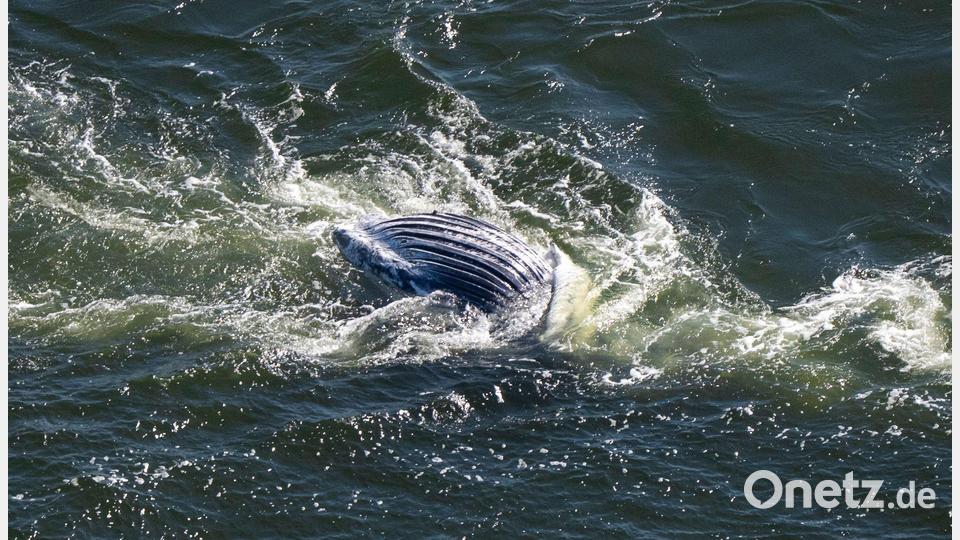 Im Greifswalder Bodden ist ein toter Wal entdeckt worden. Bild: Philip Dulian/dpa