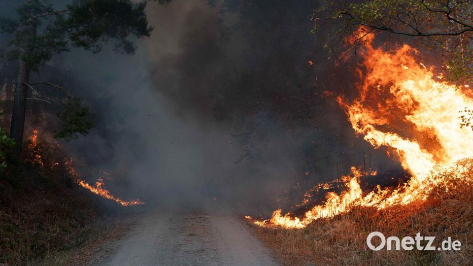 Die lange Trockenheit erhöht das Waldbrandrisiko. Bild: Jan Ohmen/dpa