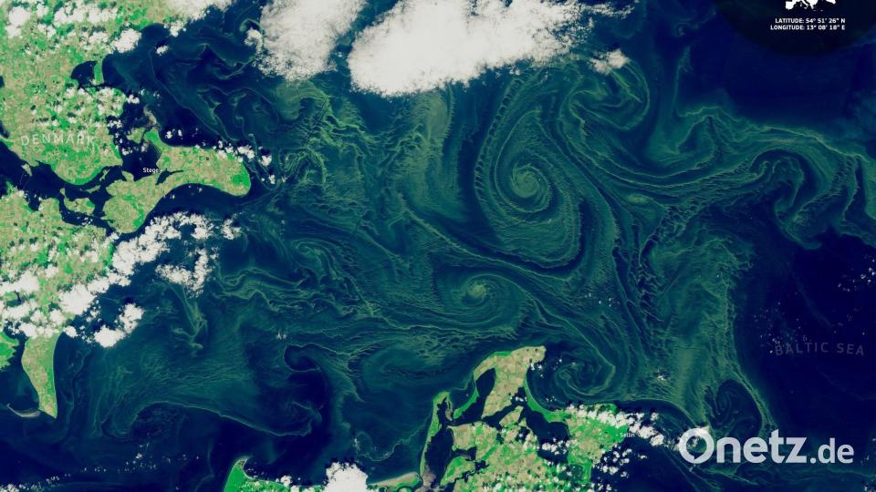 Im Gegensatz zu ihrem Namen handele es sich nicht um klassische Algen, sondern um sogenannte Cyanobakterien (Handout) Bild: ---/Europäische Union, Copernicus Sentinel-2/dpa