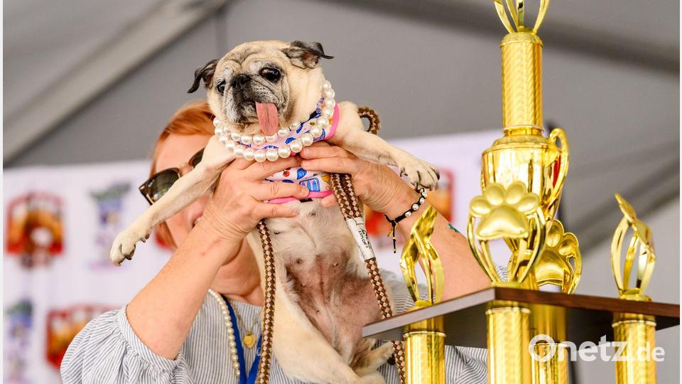 Die Besitzerin von Jinny Lu durfte sich über ein Preisgeld von 5000 Dollar freuen. Bild: Noah Berger/AP/dpa