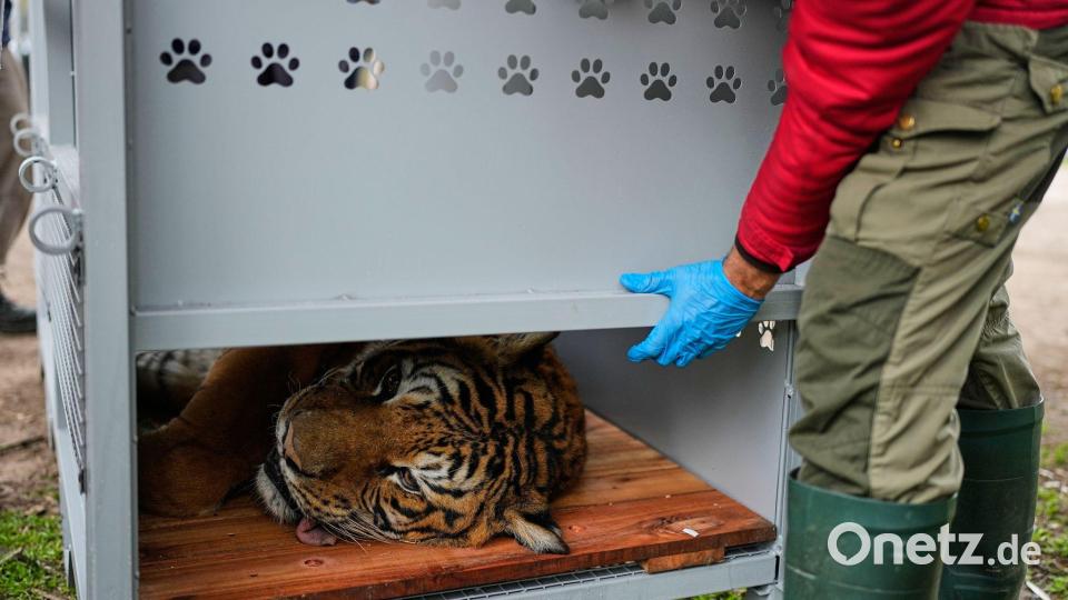 Ein Tiger liegt in einer Transportkiste vor seiner Verlegung in ein Schutzgebiet in Südafrika. Bild: Natacha Pisarenko/AP/dpa