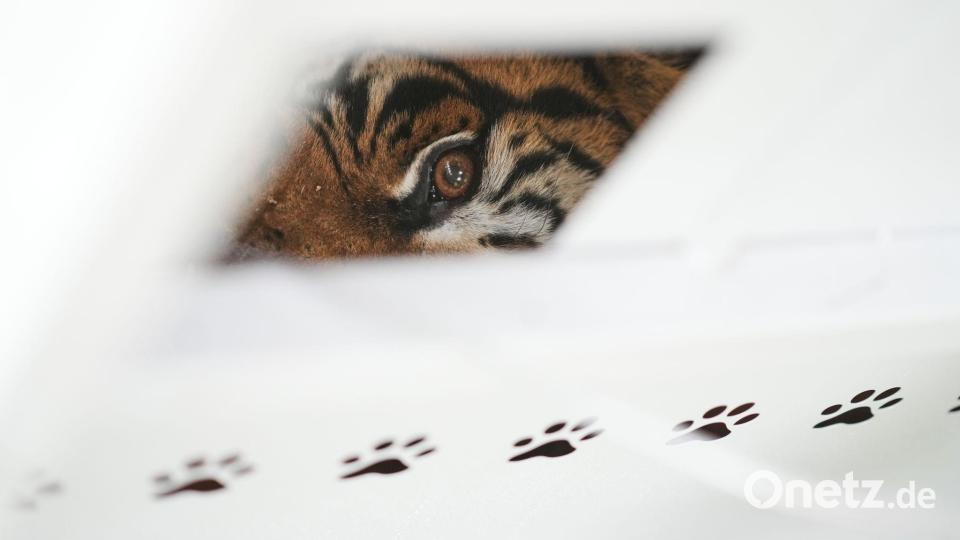Der Zoo Luján war 2020 aus Tierschutzgründen geschlossen worden. Bild: Natacha Pisarenko/AP/dpa