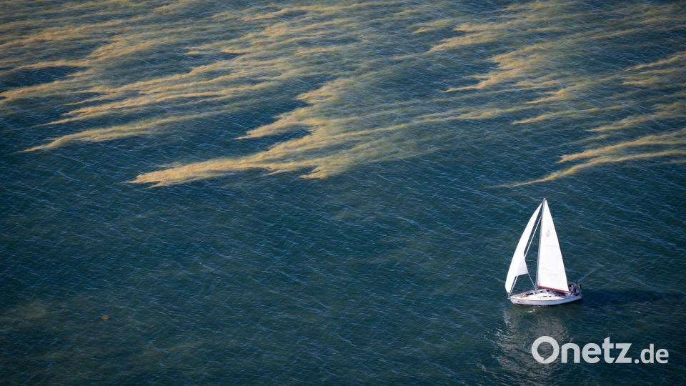 Blaualgenteppiche erstrecken sich über Teile der Ostsee. Bild: Philip Dulian/dpa