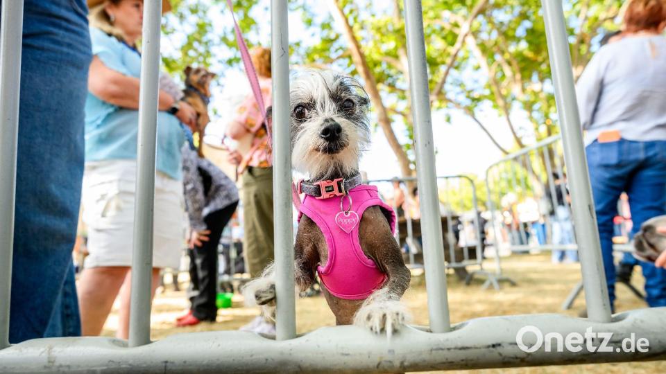 Poppy hatte statt Kuschelfell viel nackte Haut zu bieten. Bild: Noah Berger/AP/dpa