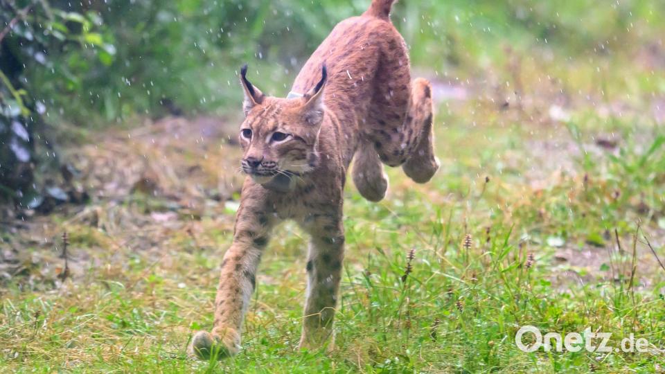 Ab in die Freiheit: Luchs Luca wird in einem Wald im Erzgebirge ausgewildert. Bild: Hendrik Schmidt/dpa