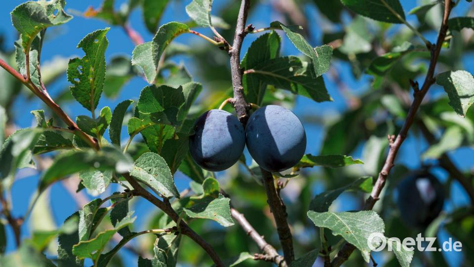 Pflaumen und Zwetschgen werden in Deutschland vor allem in Baden-Württemberg und Rheinland-Pfalz angebaut. (Symbolbild) Bild: Daniel Vogl/dpa
