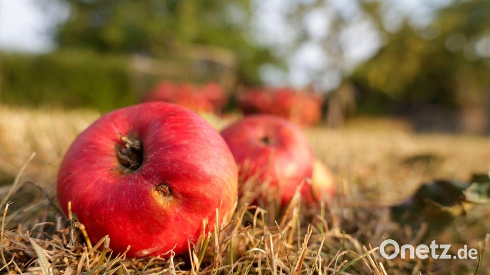 Die anhaltende Trockenheit setzt Obstbäumen zu. (Archivbild) Bild: Thomas Warnack/dpa