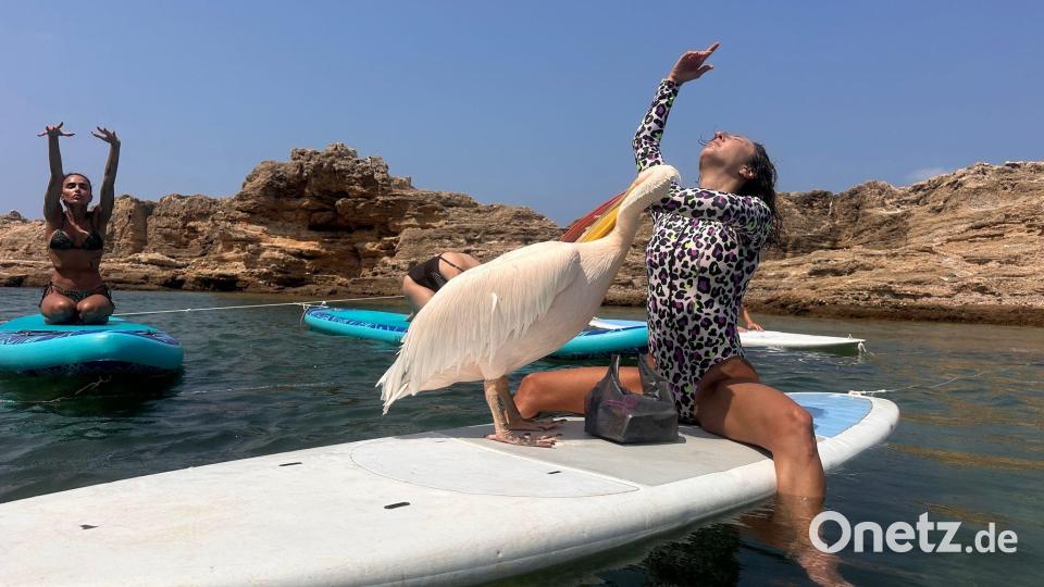 Während der Yoga-Stunde weicht „Pelikanchen“ nicht von der Seite von Lehrerin Alik Ohanian. Bild: Tony Issa/dpa