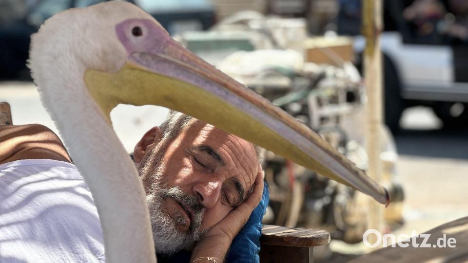 „Pelikanchen“ passt auf Assal Assal am Hafen auf während er einen Mittagsschlaf hält. Bild: Tony Issa/dpa