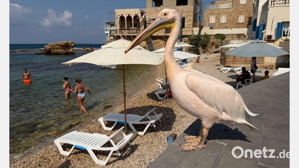 „Pelikanchen“ ist vor drei Jahren im Libanon gestrandet und hat die Küstenstadt Batrun seitdem nicht mehr verlassen. Bild: Amira Rajab/dpa