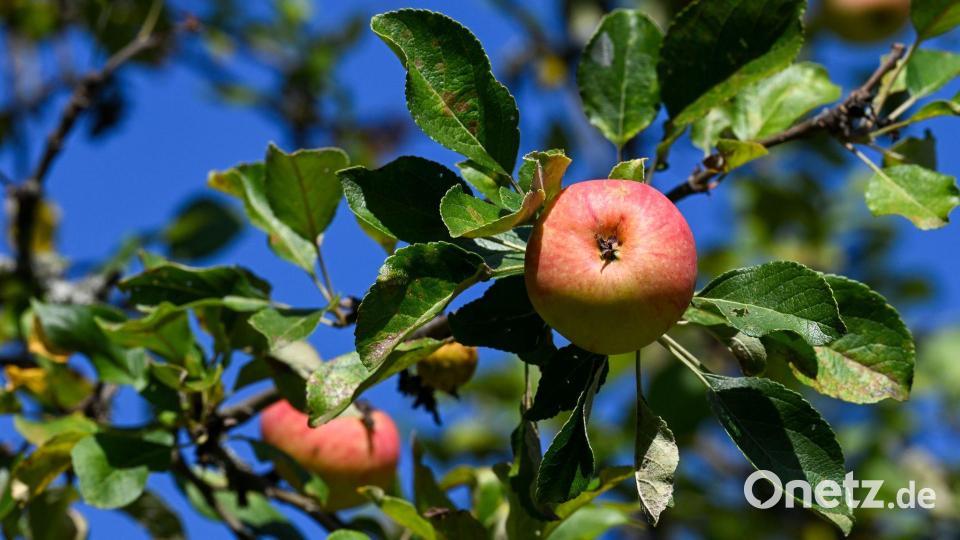 Äpfel sind das mit Abstand am meisten geerntete Baumobst in Deutschland. (Archivbild) Bild: Jens Kalaene/dpa