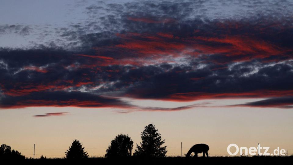 Abendstimmung im Allgäu. Lama grast auf der Weide Bild: Karl-Josef Hildenbrand/dpa