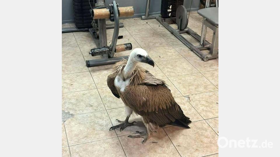 Hatte es sich auf dem Flügel eines Flugzeugs bequem gemacht: Gänsegeier am Flughafen Heraklion auf Kreta. Bild: Antonis Petrakis/patris.gr/dpa