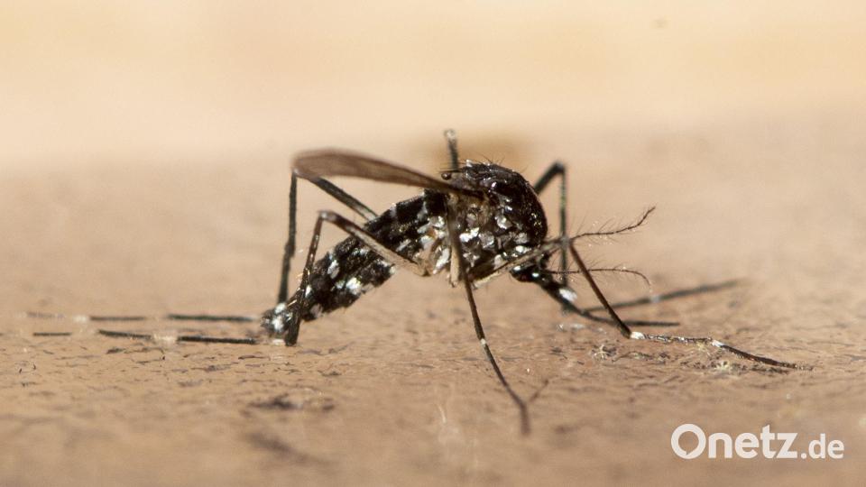 Anlässlich des Welt-Moskito-Tages hat Bayerns Gesundheitsministerin die Bevölkerung dazu aufgerufen, bei der Eindämmung der Ausbreitung der Asiatischen Tigermücke zu helfen. (Archivbild) Bild: Ennio Leanza/KEYSTONE/dpa