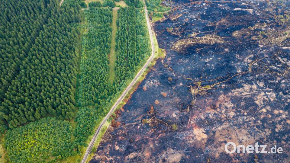 Straße trennt verkohlte Fläche von verschontem Wald im Hohen Venn Bild: Christoph Reichwein/dpa