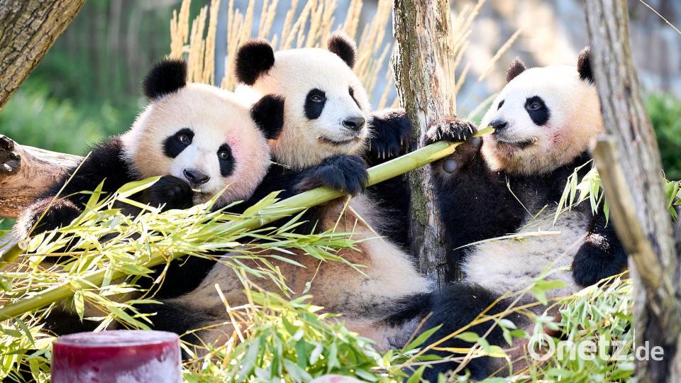 Neben Bambus und Muttermilch essen Leni und Lotti spezielle Panda-Kekse. Bild: Michael Ukas/dpa