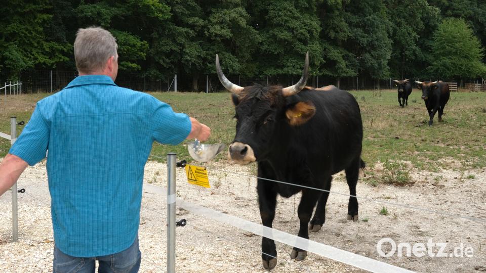 Tierpfleger Mario Merl lockt die Auerochsen mit Rübenmelasseschnitzel an die Absperrung. Im neuen Gehege der "Höllohe" sind vier Tiere untergebracht. Bild: Rudolf Hirsch