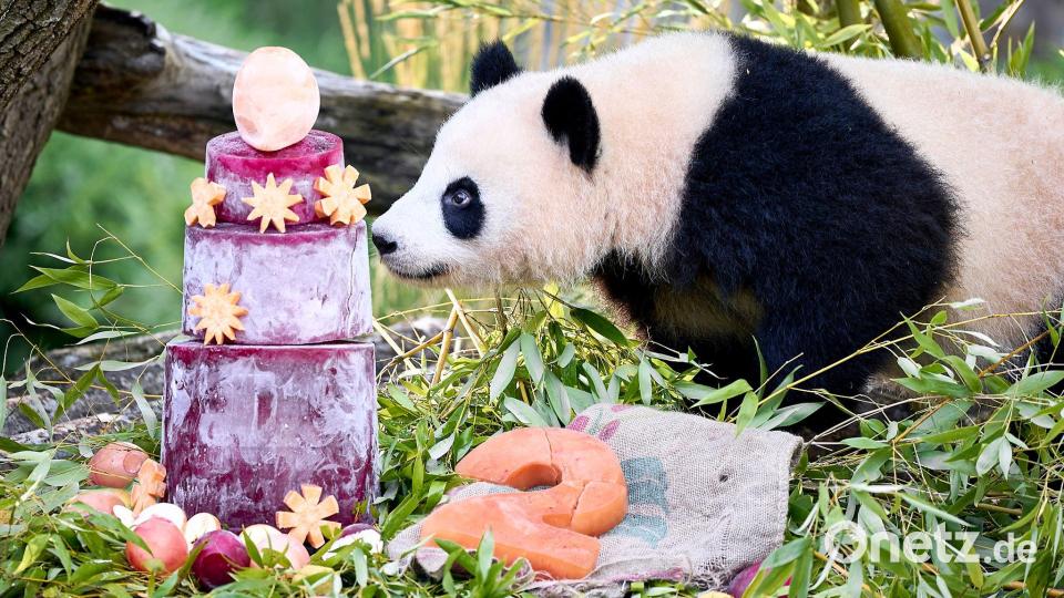 Die Torte steckt gefrorener Saft aus Karotten und Rote Beete. Bild: Michael Ukas/dpa