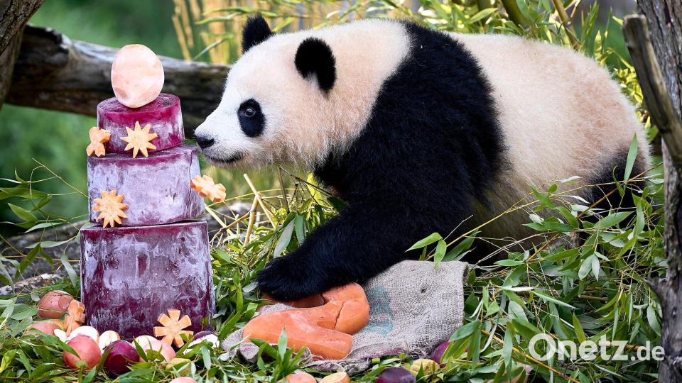 Eis für die Pandas: Einer der Panda-Zwillinge schnüffelt an ihrem zweiten Geburtstag an einer Eistorte. Bild: Michael Ukas/dpa