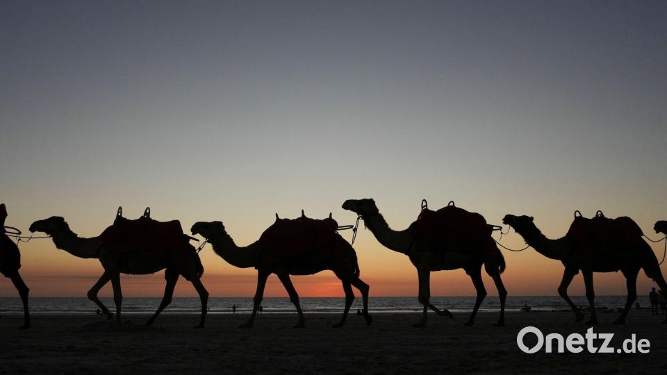 Reiten in den Sonnenuntergang: Kamele in in Broome in Westaustralien Bild: Mark Baker/AP/dpa