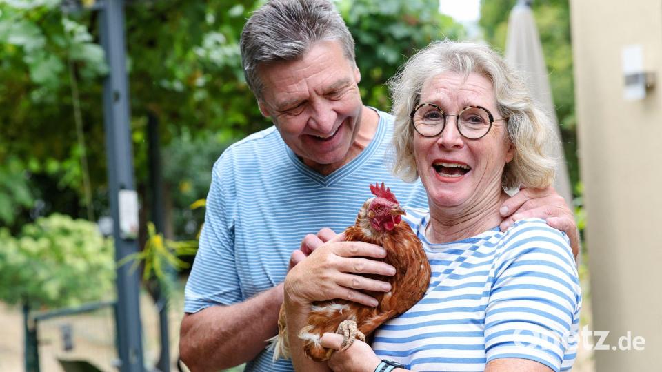 Glück für Huhn Püschel: Mike Höfling und Ursula Höfling aus Großostheim haben die ausgediente Legehenne mit ihrem Verein "Rettet das Huhn e.V." vor dem Tod bewahrt Bild: Daniel Löb/dpa