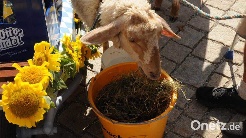 Kirwa-Bätz Sabrina machte öfters Brotzeit - Heu und Wasser schmeckten der routinierten Dame vorzüglich. Bild: Joachim Gebhardt