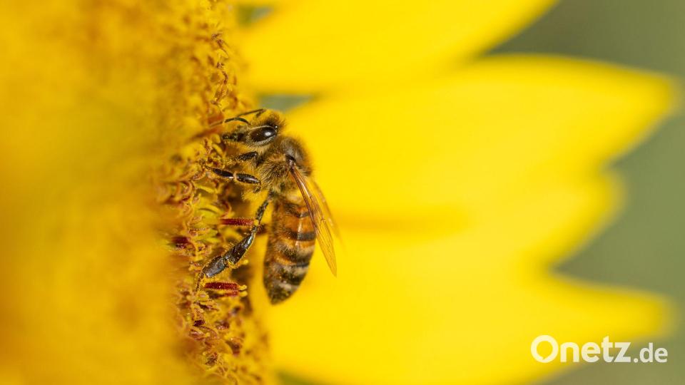 Eine Biene sucht in Rotweil auf einer Sonnenblume nach Nektar und Pollen. Bild: Silas Stein/dpa