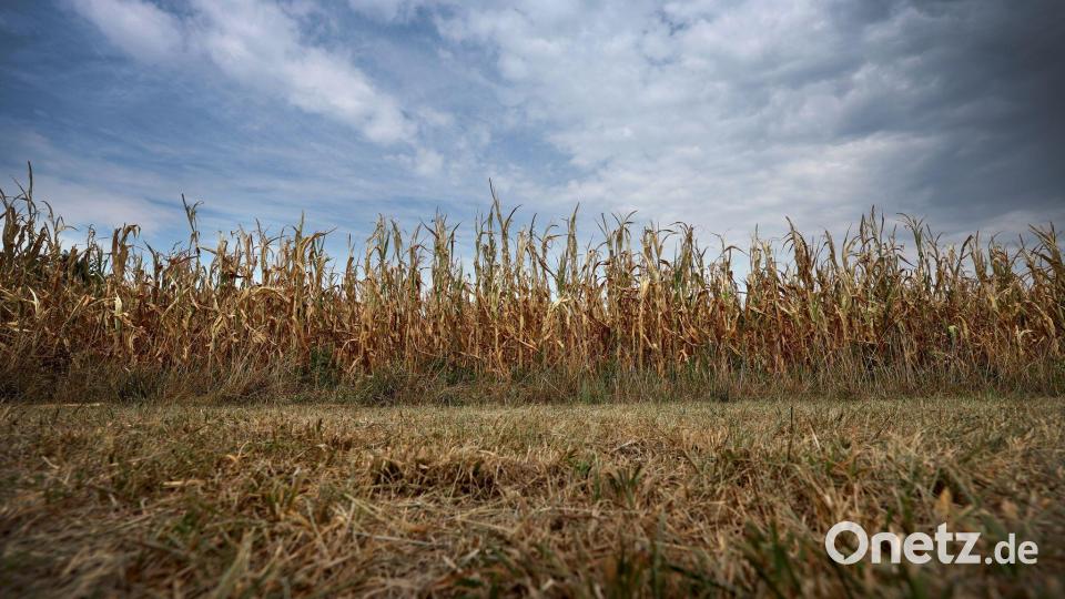 Bayerns Landwirtschaft leidet unter Trockenheit. (Symbolbild) Bild: Karl-Josef Hildenbrand/dpa