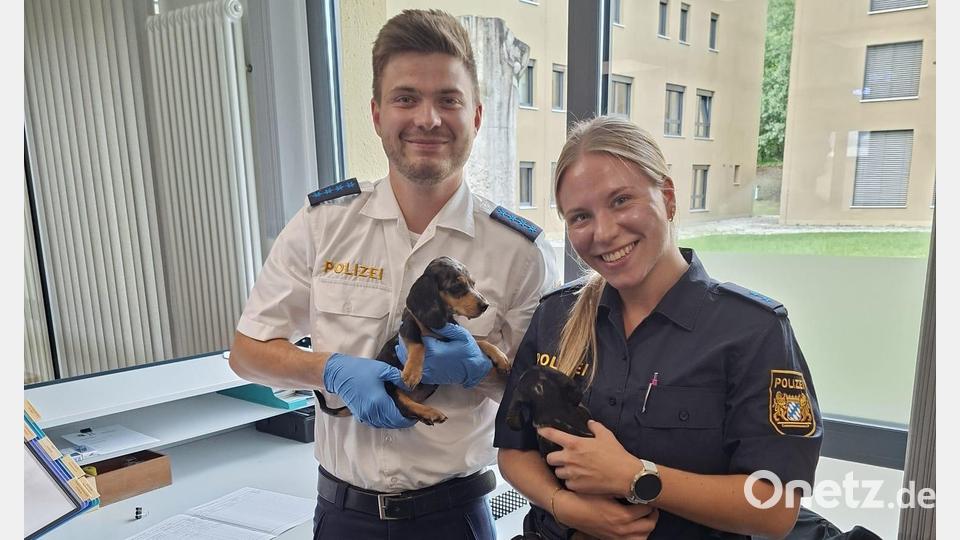 Beamte der Polizeiinspektion Schwandorf kümmerten sich um die Hunde. Bild: PI Schwandorf, PHM Rösch