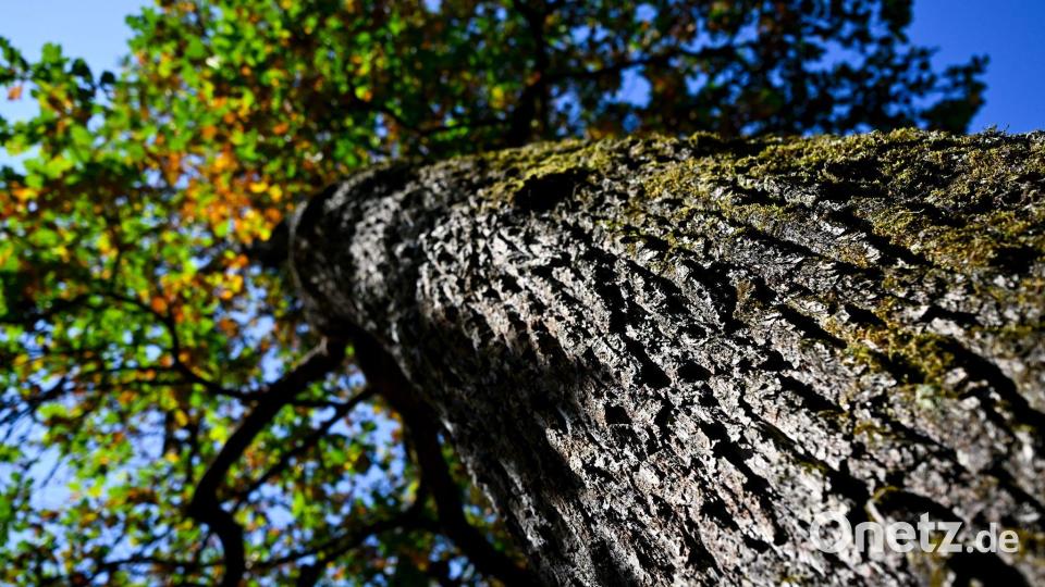 Eine Eiche mit teilweise verfärbten Blättern steht in der Sonne. Als Reaktion auf den außergewöhnlich trockenen und heißen Sommer werfen viele Bäume schon frühzeitig Laub ab. Bild: A4366 Sven Hoppe/dpa