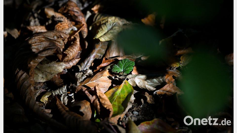 Der Herbst kündigt sich an: Laub liegt auf einem Waldboden. Bild: A4366 Sven Hoppe/dpa