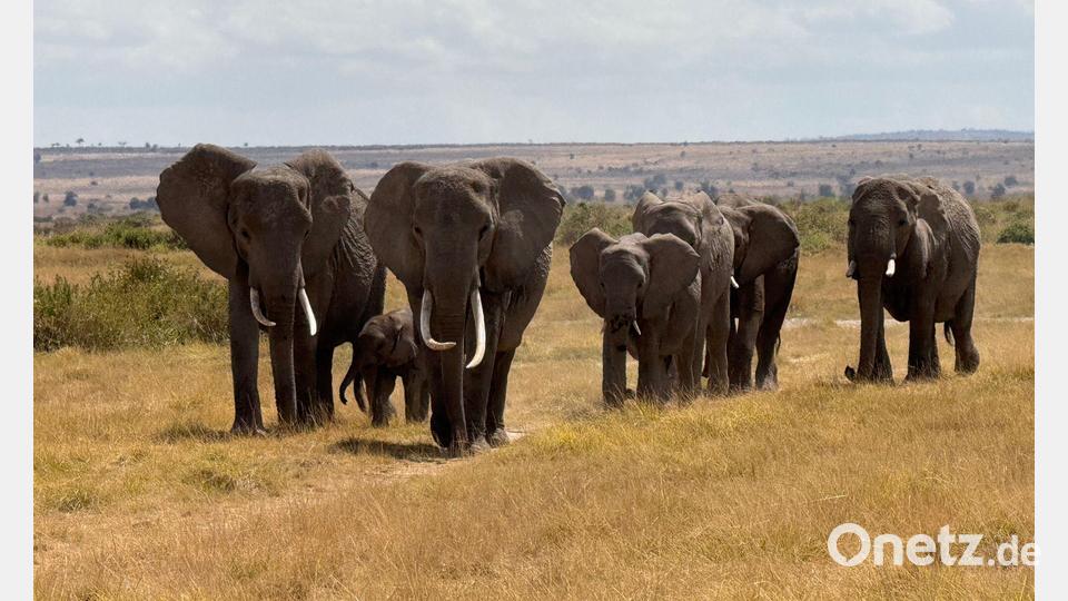 Der Amboseli-Nationalpark ist bekannt für seine großen Elefantenherden. (Archivbild) Bild: Eva Krafczyk/dpa