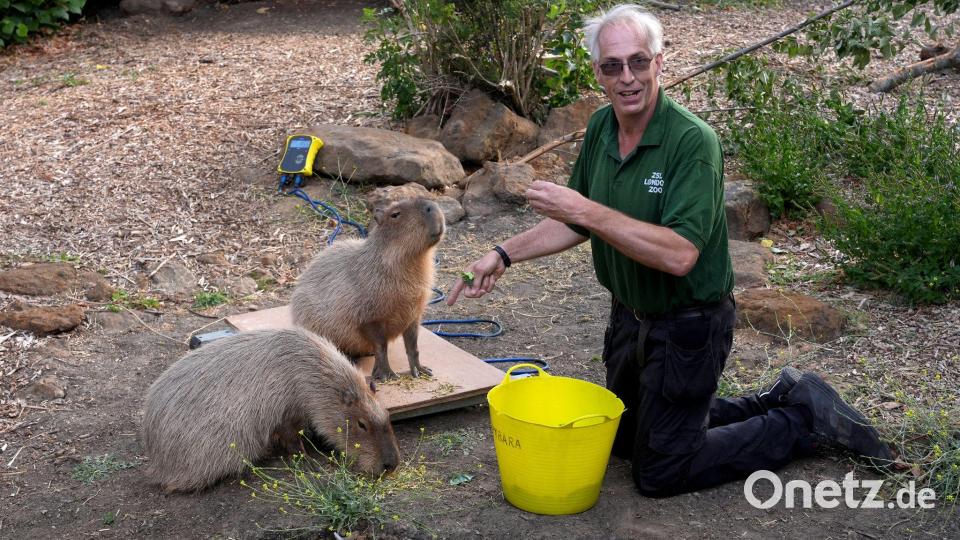 Die Capybaras Kiwi (l) und Gizmo werden von einem Pfleger während der jährlichen Wiegeaktion im ZSL London Zoo auf die Waage gestellt. Bild: Yui Mok/PA Wire/dpa
