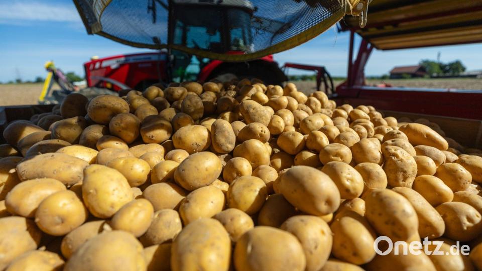 In vielen Bereichen müssen die Bauern in diesem Jahr wegen der Trockenheit Ertragsverluste hinnehmen. Bild: Christoph Schmidt/dpa