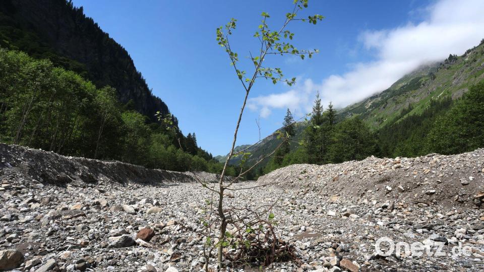 Ein junger Baum steht in dem durch Flussbaumaßnahmen begradigten Rappenalpbach im Rappenalptal. (Archivbild) Bild: Karl-Josef Hildenbrand/dpa
