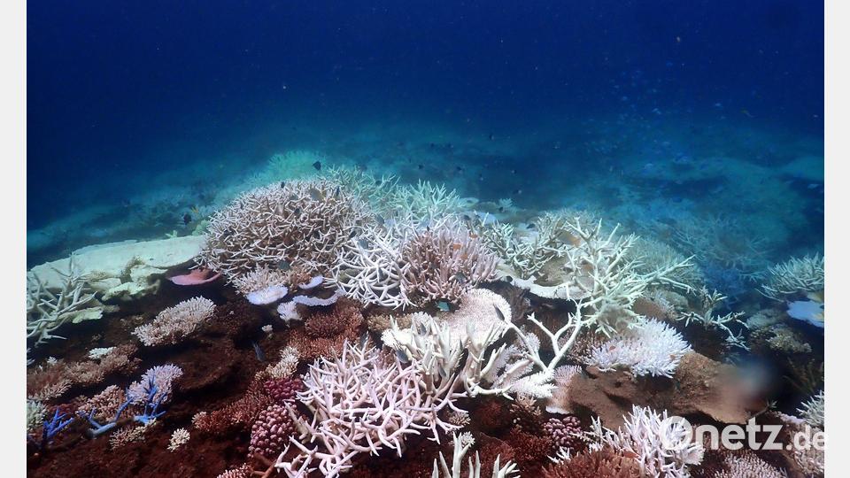 Die Aufwärmung der Meere führt unter anderem zum Absterben von Korallen, hier am Great Barrier Reef (Archivbild). Bild: Supplied/CSIRO/dpa