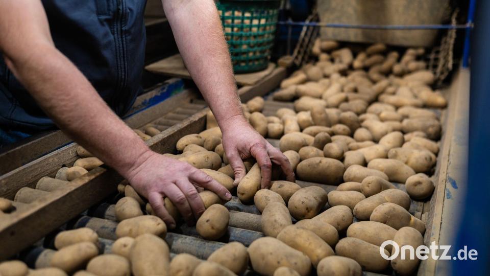 Die Bauern sprechen in vielen Bereichen von einem weit unterdurchschnittlichen Jahr. Bild: Christoph Schmidt/dpa
