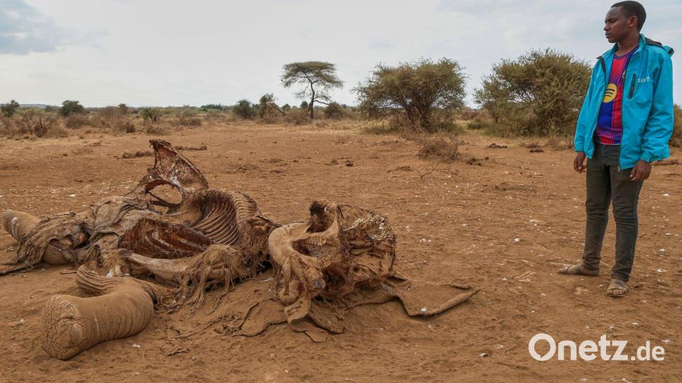 Seit Juni sind im Amboseli-Gebiet 18 Elefanten durch Vergiftungen gestorben. (Archivbild) Bild: Andrew Kasuku/AP/dpa