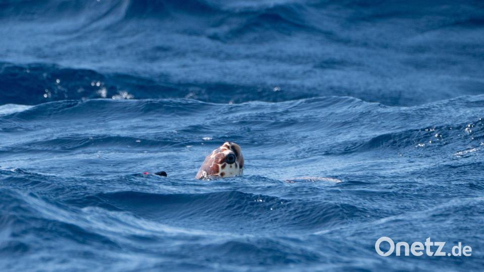 Wärmere Ozeane beeinflussen auch Nahrungsketten im Meer. (Symbolbild) Bild: Ben Birchall/Press Association/dpa